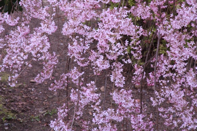 6387-15.3.31一重紅しだれ桜　砂ずり.jpg